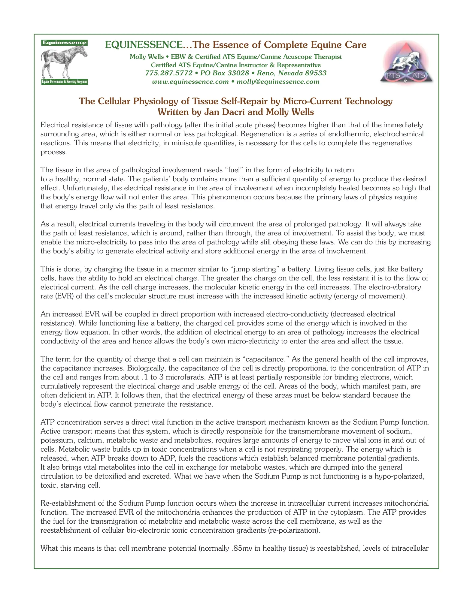 PDF preview