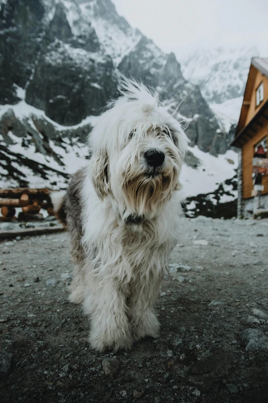 A friendly-looking mountain dog.
